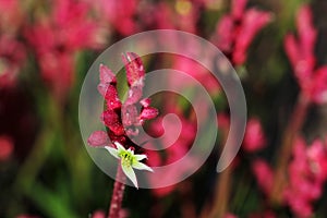 Kangaroo Paw