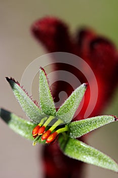 Kangaroo Paw