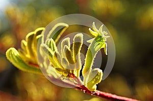 Kangaroo Paw