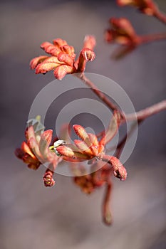 Kangaroo Paw