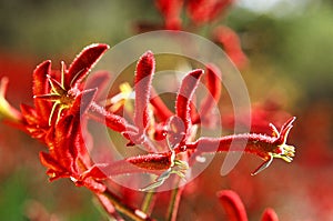 Kangaroo paw