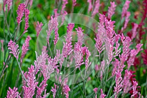 Kangaroo paw anigozanthos