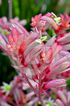 Close-up macro shot of tubular flowers of Kangaroo Paw plant Anigozanthos sp. with characteristic dense hairs