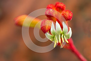 Kangaroo Paw flower in bloom