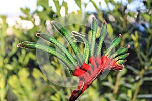 Kangaroo Paw