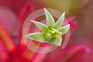 Kangaroo paw