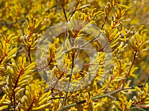 Kangaroo Paw Yellow Flower, Anigozanthos in the garden in Australia