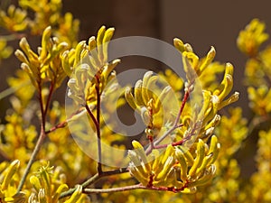 Kangaroo Paw Yellow Flower, Anigozanthos in the garden in Australia