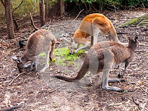 Kangaroo in Perth zoo