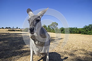 Kangaroo in Phillip island wildlife park. Australia