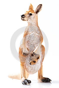 Kangaroo Plastic Figurine on White Background photo