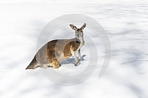 Kangaroo playing in the snow