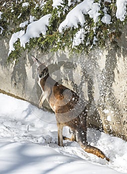 Kangaroo playing in the snow