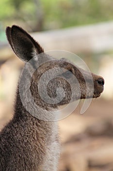 Kangaroo portrait in close-up Tasmania, Australia