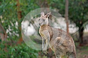 Kangaroo in profile