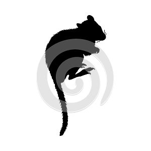 Kangaroo Rat Silhouette