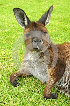 A kangaroo relaxing on grass. Australia.