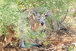 A kangaroo resting in the shade of a Bush looks bored up when he is disturbed