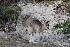 Kangaroo on Sandy Beach