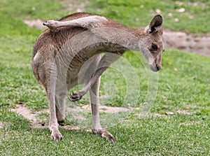 Kangaroo Scratching Himself photo