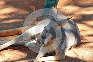 Kangaroo in the Shade at Bush Gardens