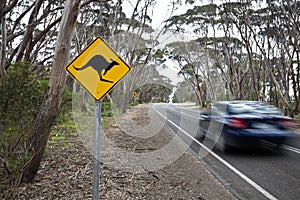 Kangaroo sign on a road