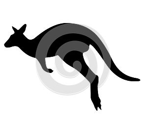 Kangaroo silhouette isolated on white