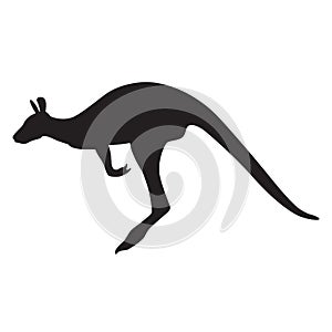 Kangaroo silhouette