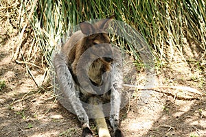 Kangaroo sitting in grass waiting meal photo