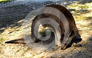 Kangaroo sitting on the ground in the zoological gardens