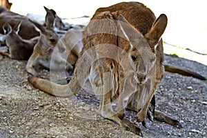 Kangaroo sitting on the ground in the zoological gardens