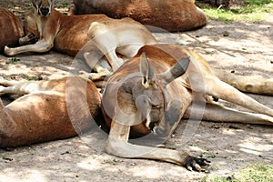 Kangaroo sleeping ground next his herd photo