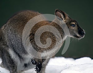 Kangaroo in the snow