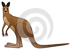 Kangaroo standing looking vector illustration on isolated white background