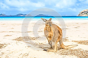 Kangaroo standing at Lucky Bay