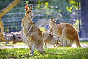 Kangaroo Standing in the wild life photo