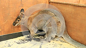 kangaroo standing in the zoo. Australian animal living in zoo. marsupial animal