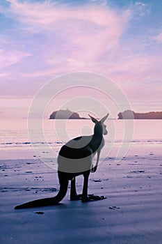 Kangaroo Sunrise Australia Beach Summer