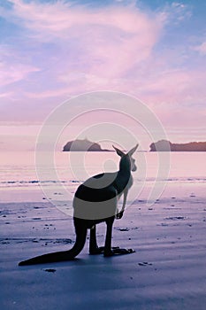 Kangaroo Sunrise Australia Beach Summer photo