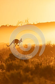 kangaroo in sunrise background in Australia outback