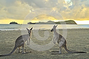 Kangaroo during sunrise at Cape Hillsborough on the beach