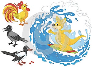 Kangaroo surfer, crow, rooster and magpie