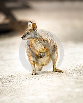 Kangaroo, tammar wallaby