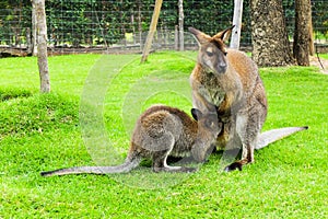Kangaroo in Thailand