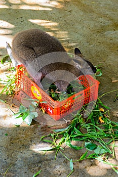 The kangaroo in the tropical forest in Yanoda Park,  Sanya city. Hainan, China