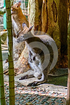 The kangaroo in the tropical forest in Yanoda Park,  Sanya city. Hainan, China