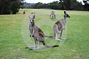 Kangaroo