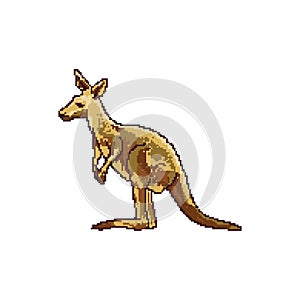 Kangaroo. Vector illustration decorative design