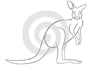 Kangaroo. Vector illustration decorative design