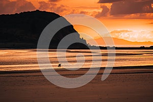 Kangaroo Wallaby at the beach during sunrise in cape hillsborough national park, Mackay. Queensland, Australia.